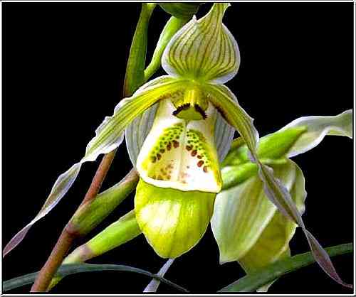 Phragmipedium pearcei